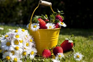 fraise-pot-garni